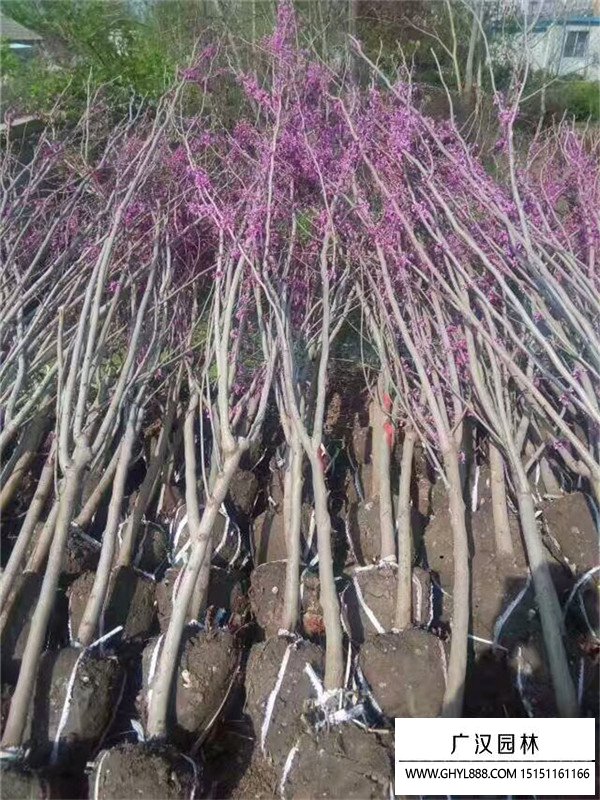 紫葉紫荊