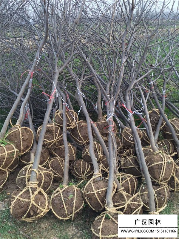 紫葉紫荊