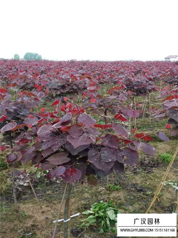 紫葉紫荊