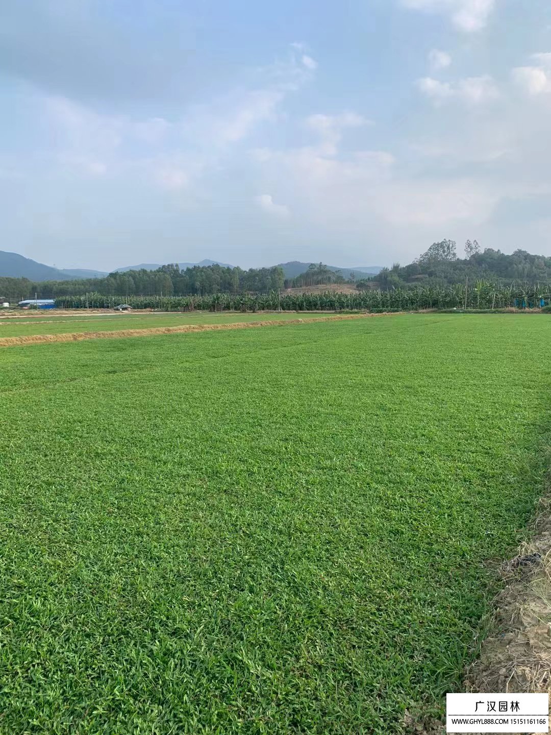 大葉油草