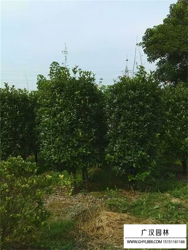 大葉黃楊柱