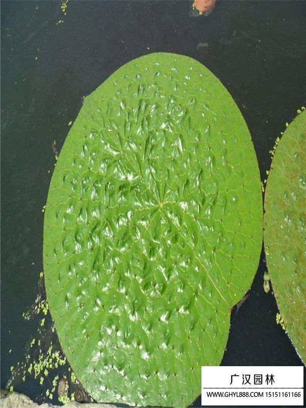 芡實