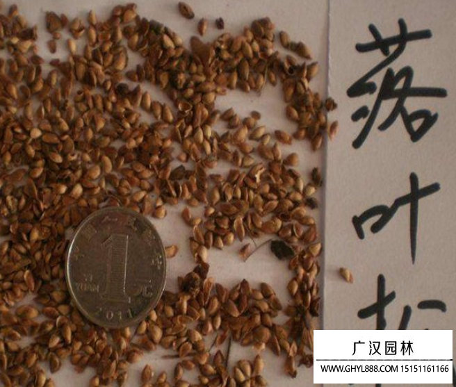 落葉松種子