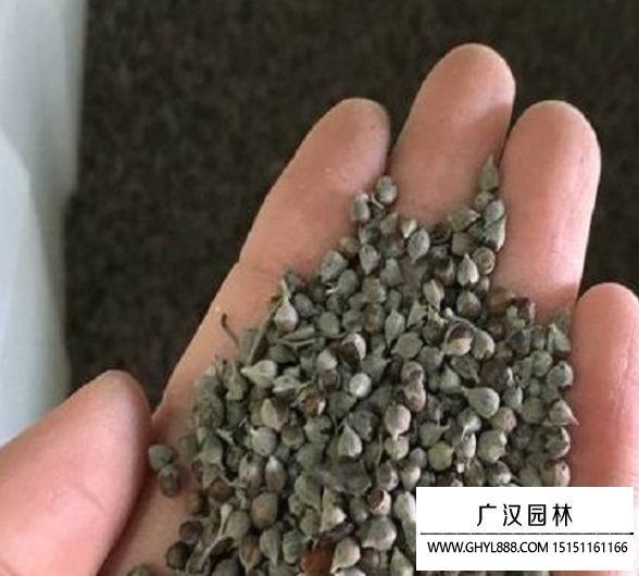 荊條種子