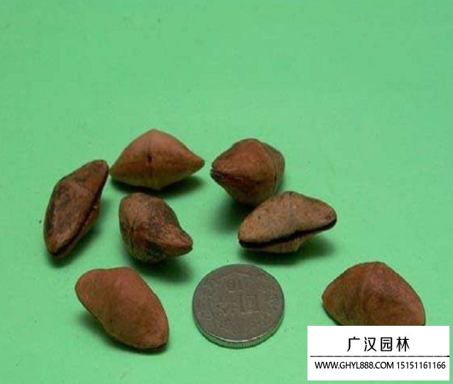 夾竹桃種子