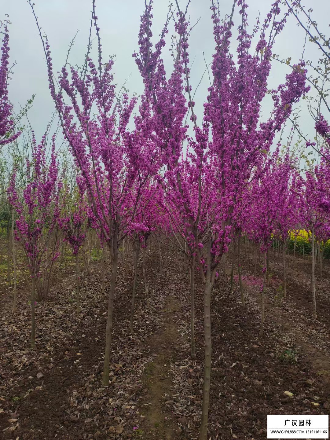 紫荊