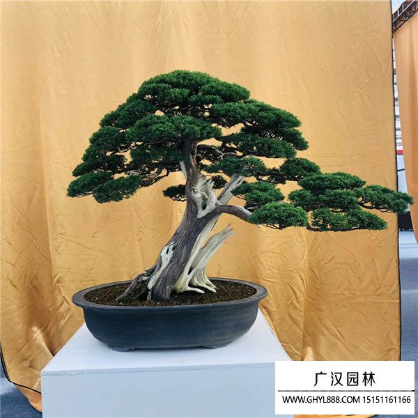 濟州真柏