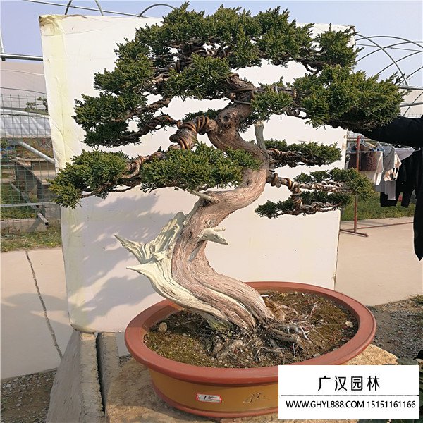 濟州真柏