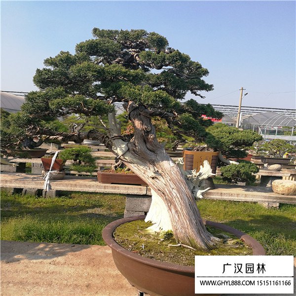 濟州真柏
