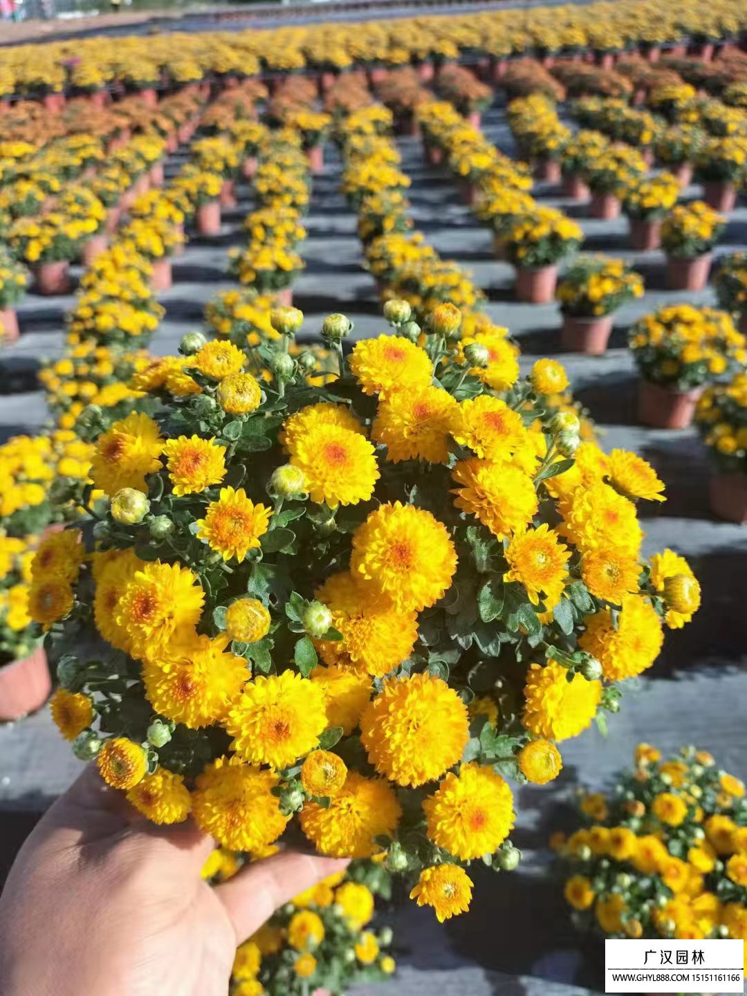 國慶菊
