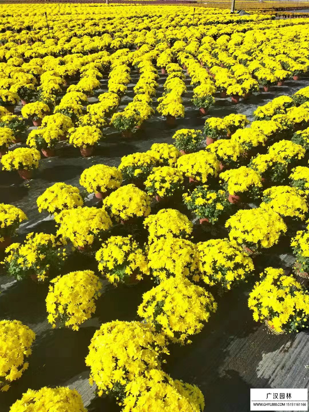 國慶菊