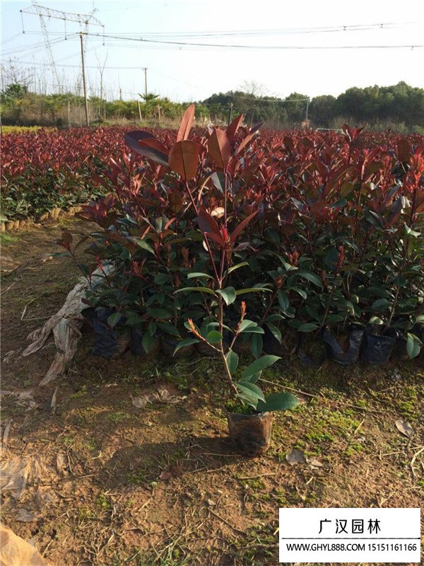 紅頭石楠