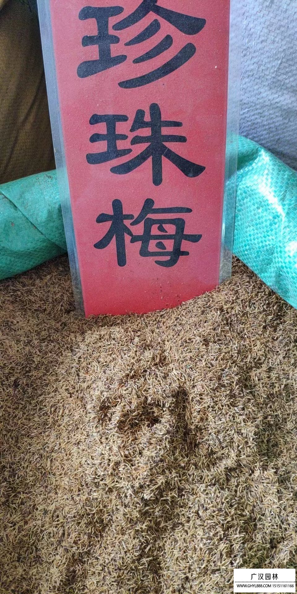 珍珠梅種子