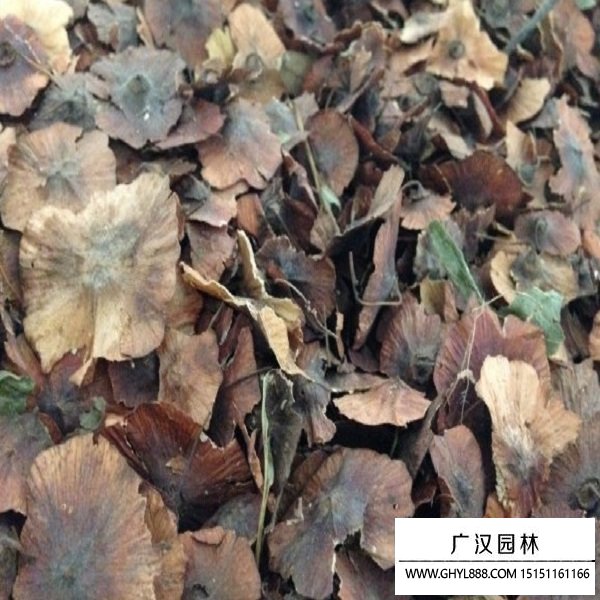 銅錢樹種子