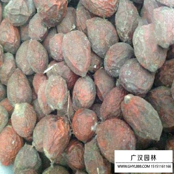 鐵樹種子