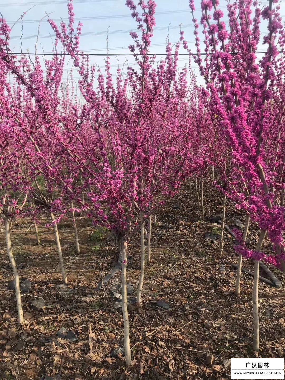紫荊
