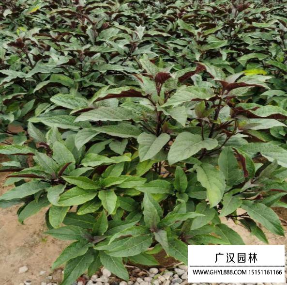煙火樹