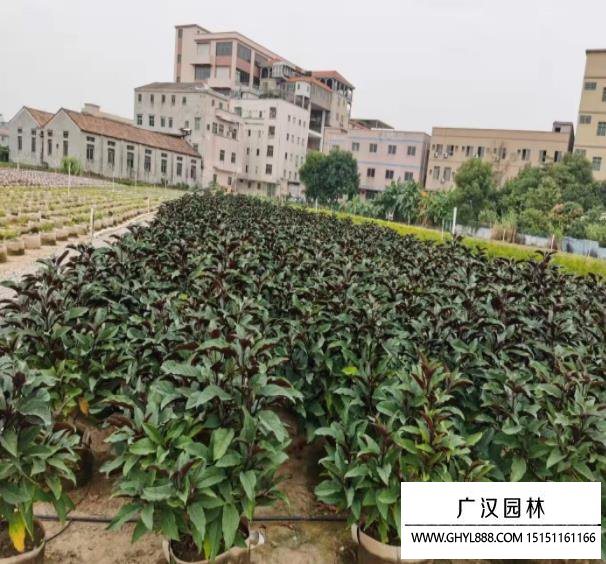煙火樹