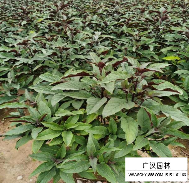 煙火樹