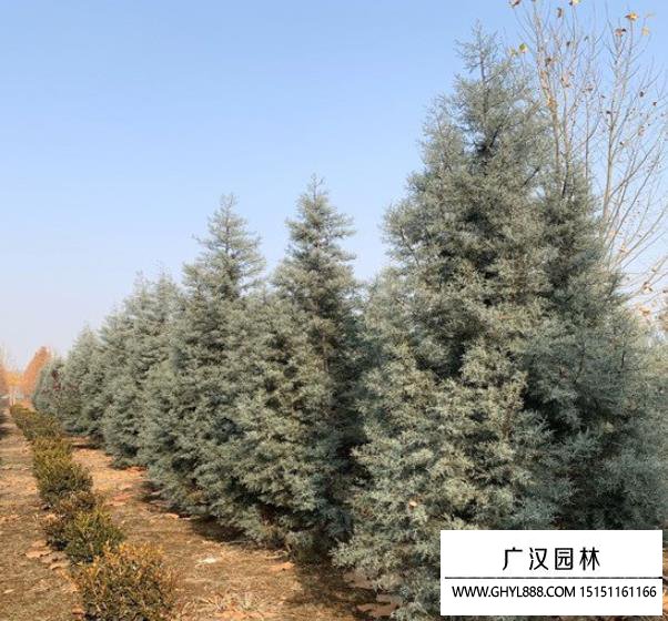 藍冰柏