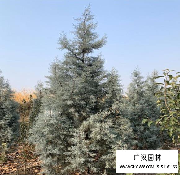 藍冰柏