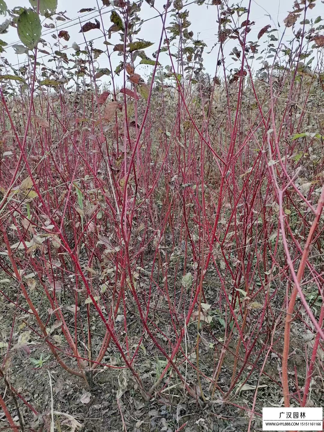 紅瑞木