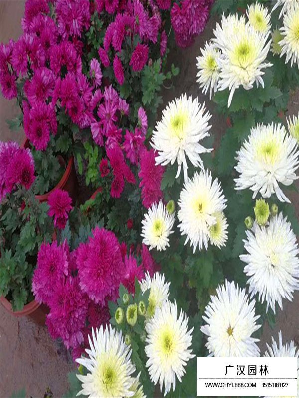 國慶菊