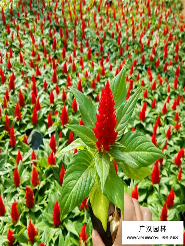 雞冠花