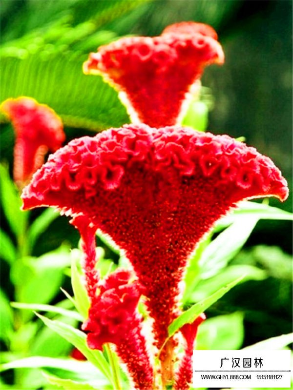 雞冠花