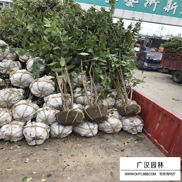 叢生臘梅