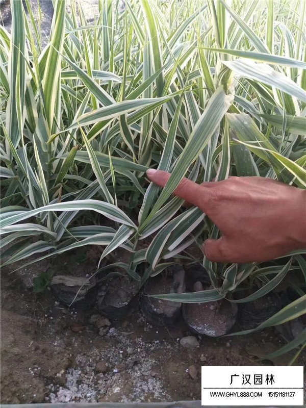 花葉蘆竹