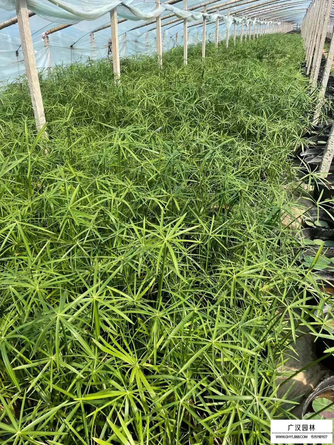旱傘草