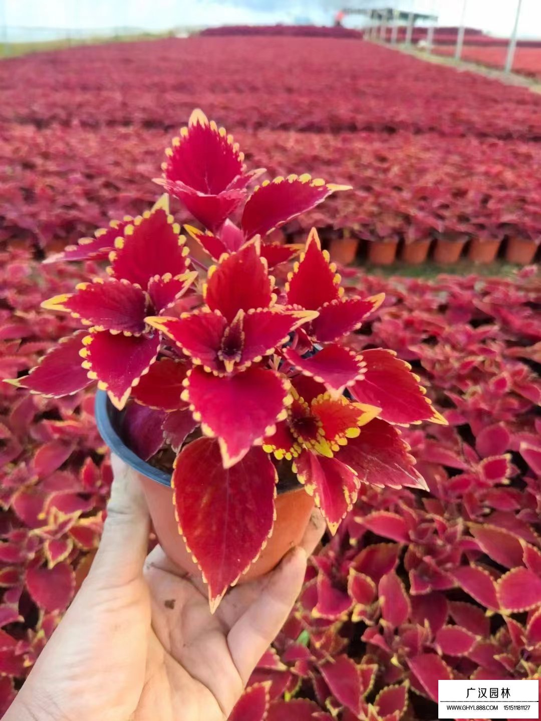 彩葉草