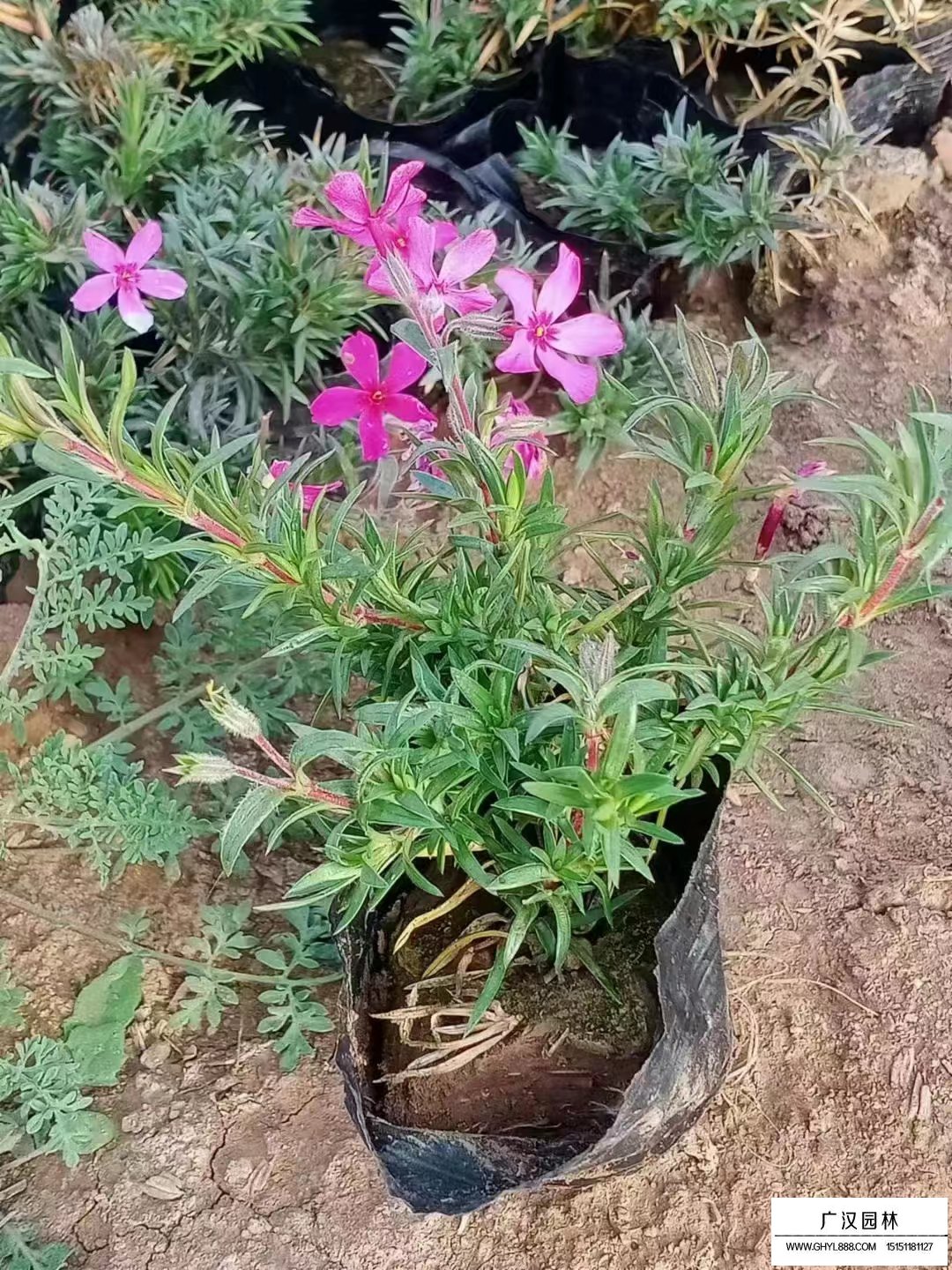 叢生福祿考