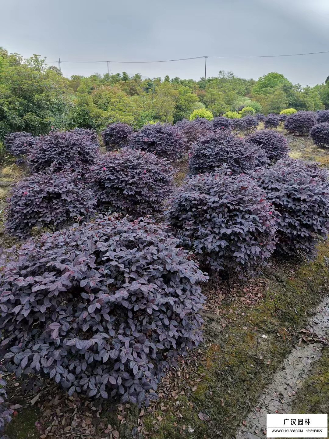 紅花繼木球