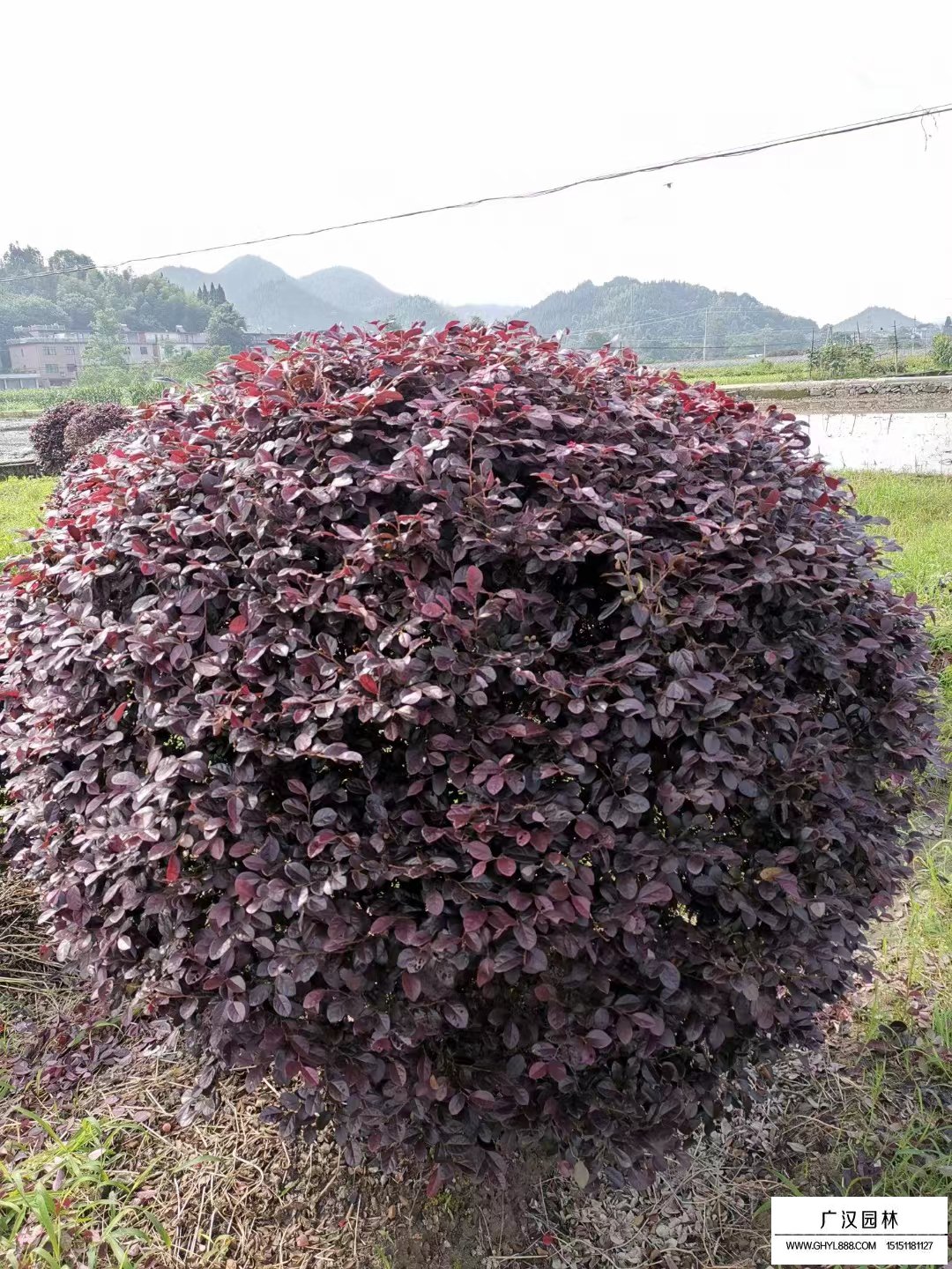 紅花繼木球