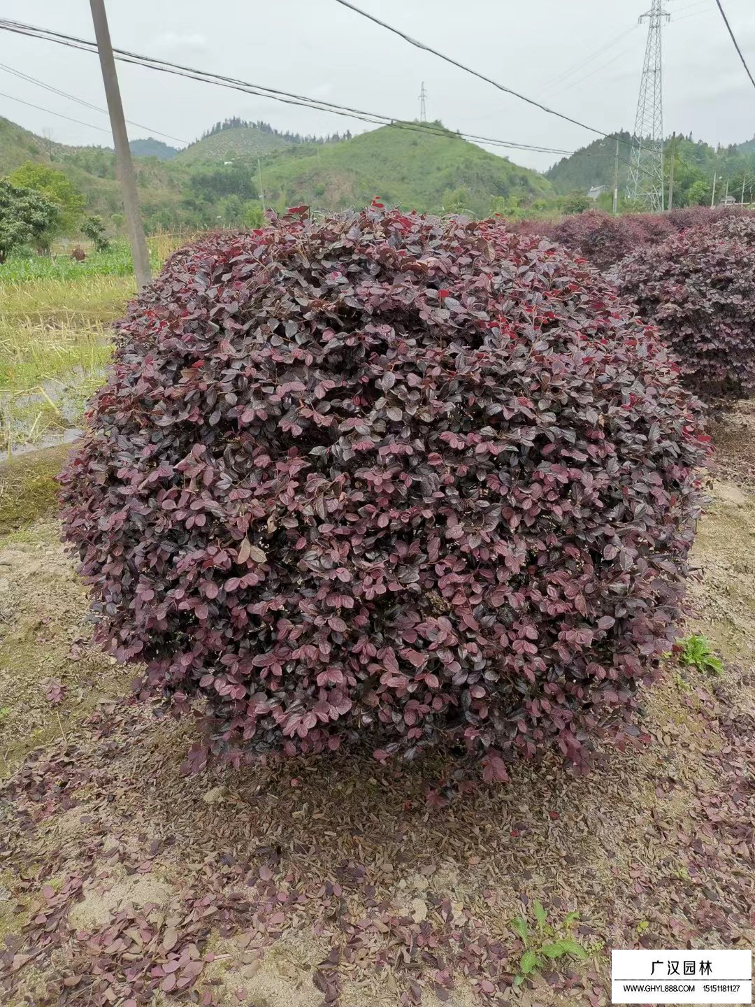 紅花繼木球