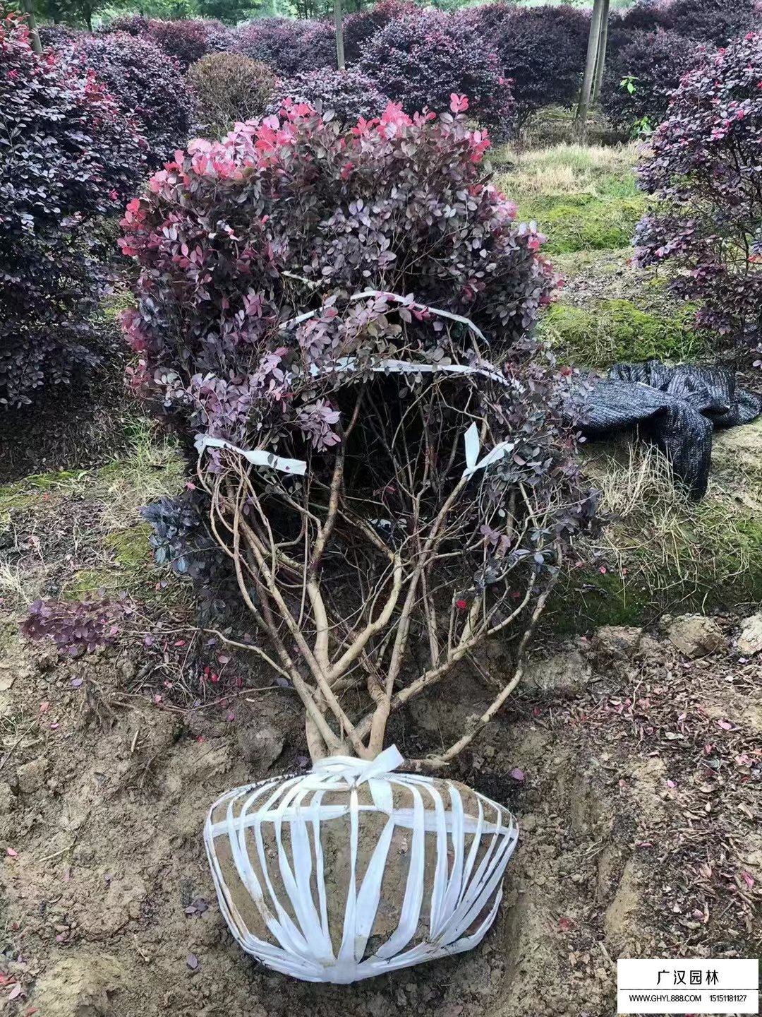紅花繼木球