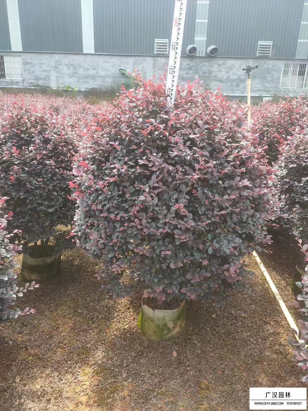 紅花繼木球