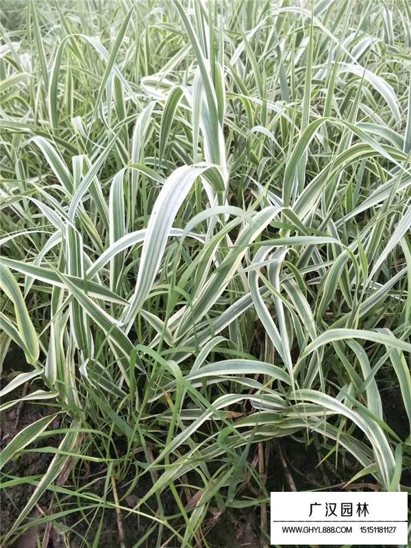 花葉蘆竹