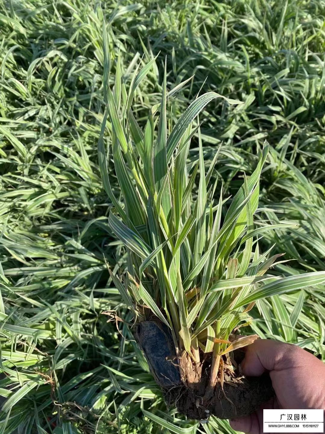 玉帶草