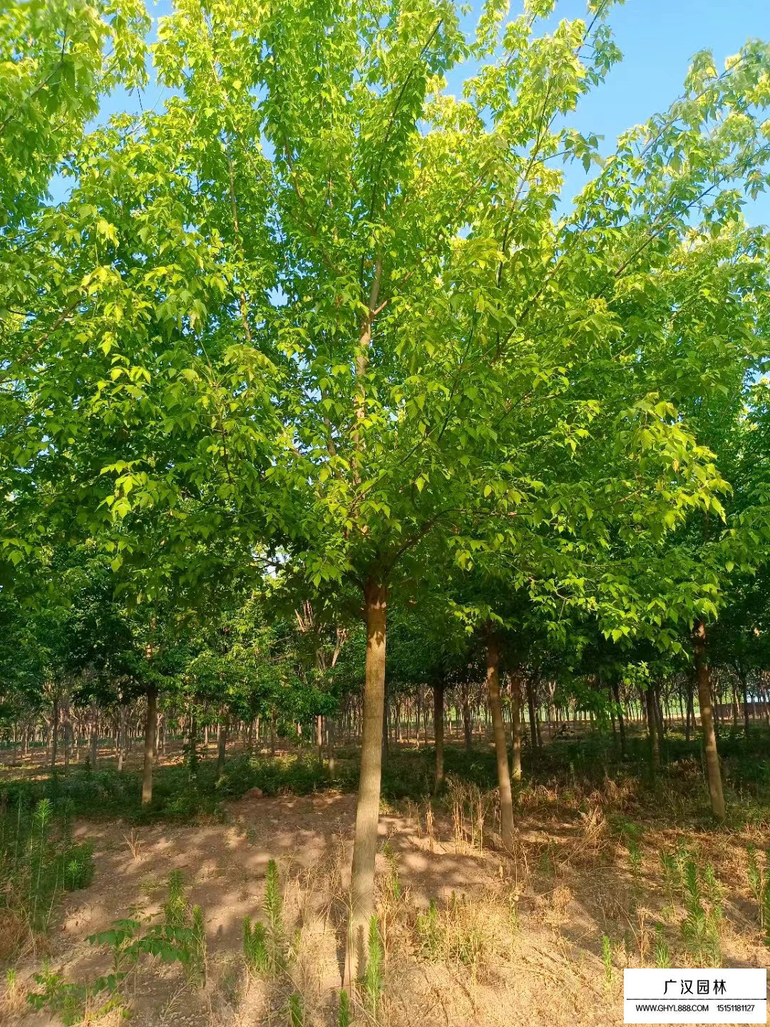 金葉復葉槭