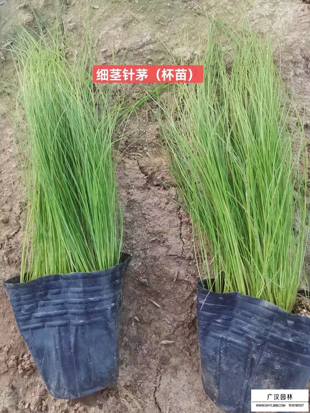細莖針茅