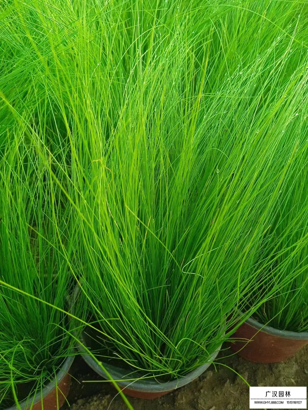 細莖針茅