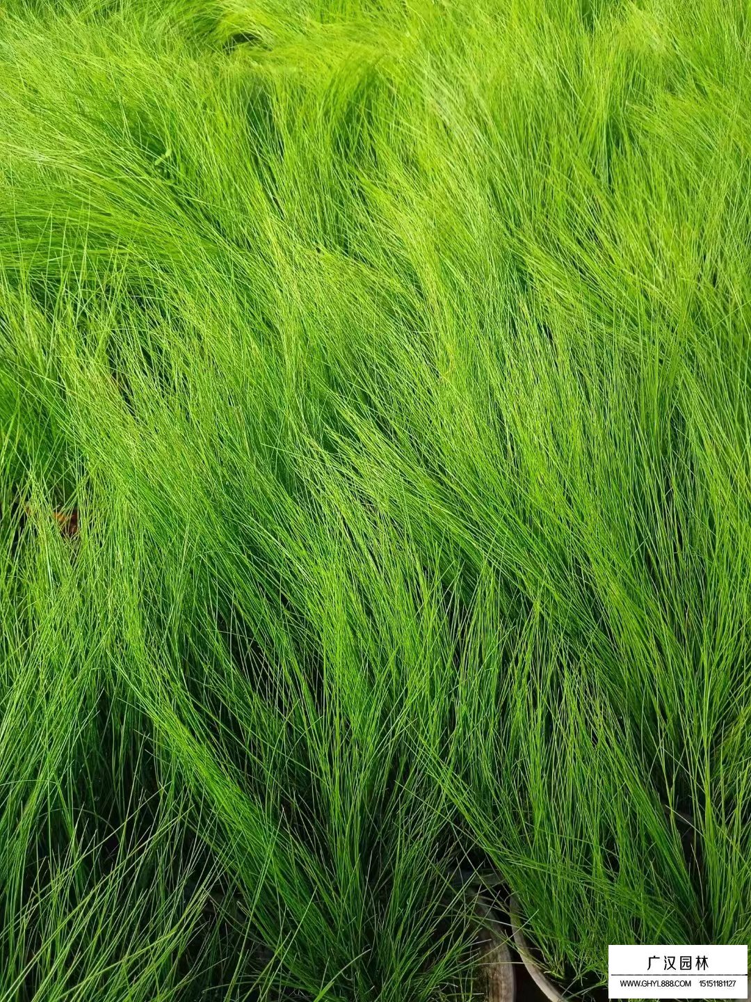 細莖針茅