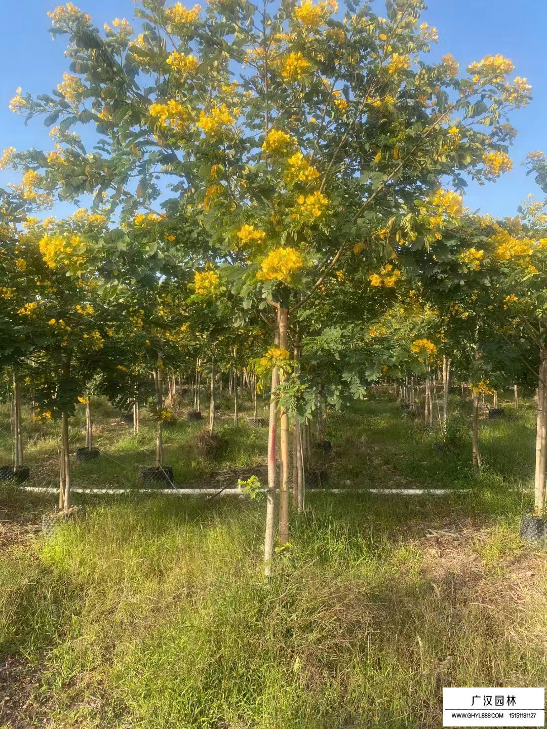 黃花槐