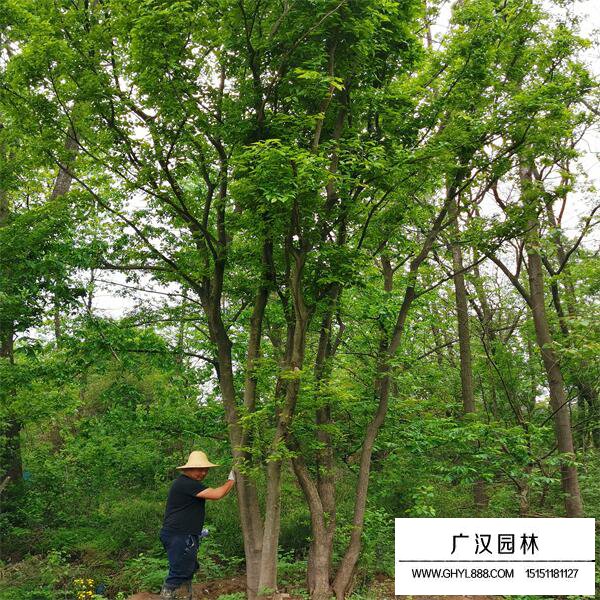 叢生樸樹