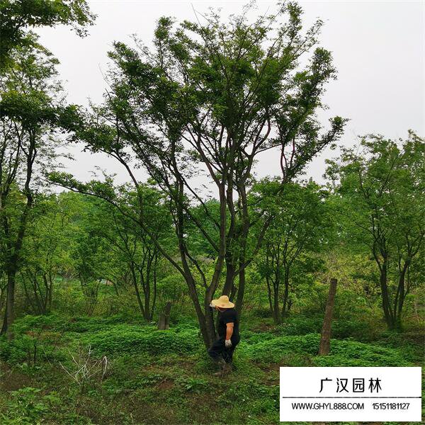 叢生樸樹