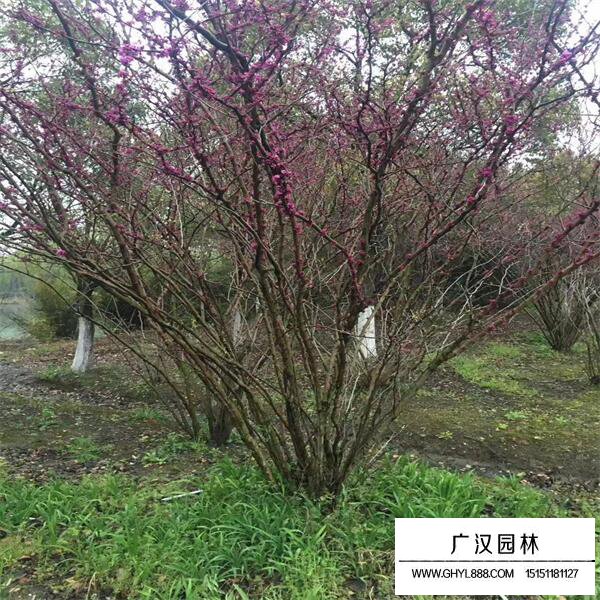 叢生紫荊