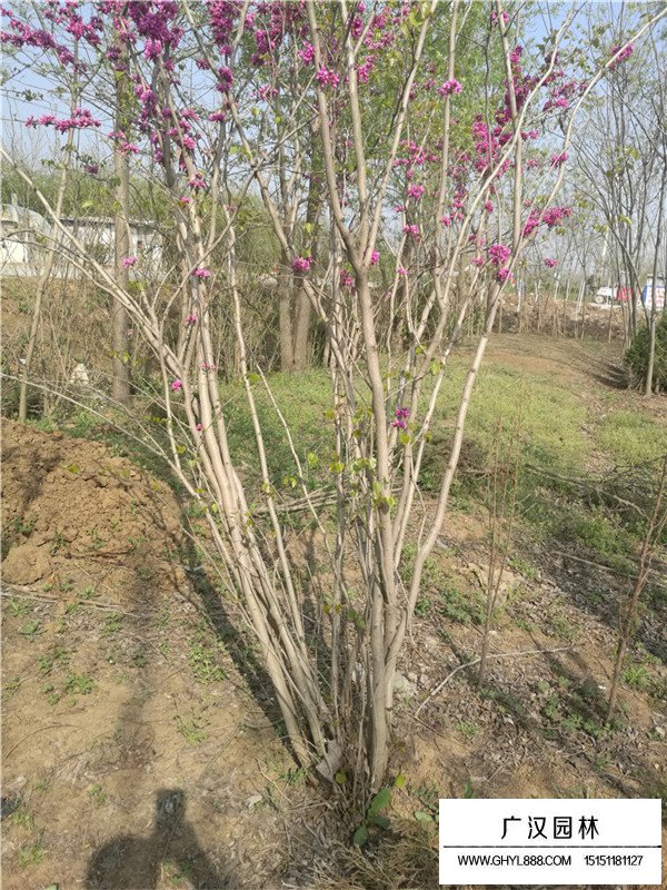 叢生紫荊